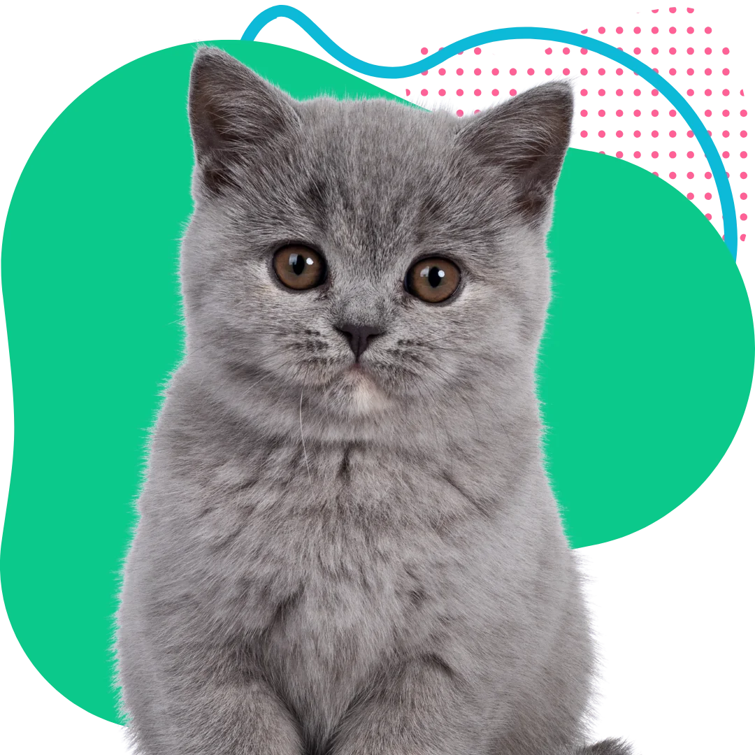 cute gray kitten with a colorful abstract background