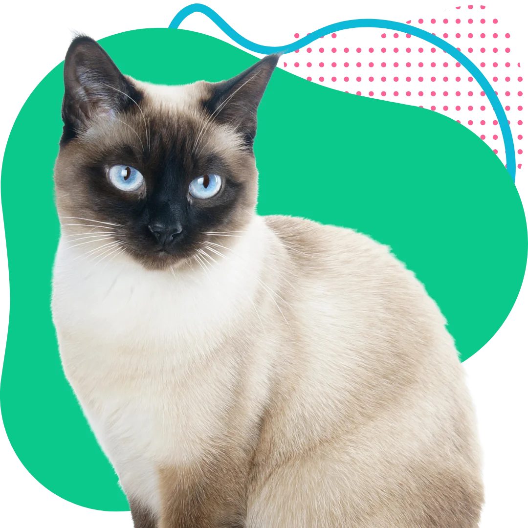 Siamese cat with blue eyes sitting with a colorful abstract background